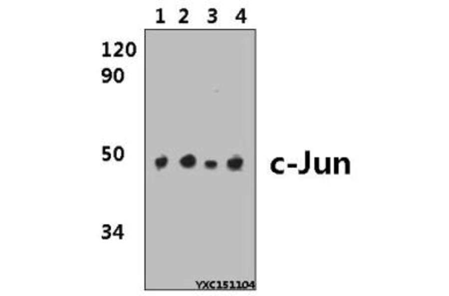 Anti-c-Jun (G67) Antibody from Bioworld Technology (BS1060) - Antibodies.com