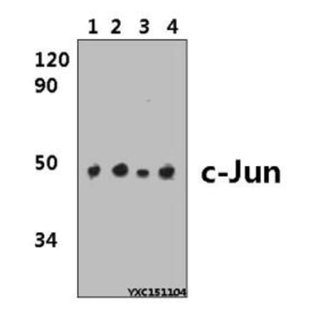 Anti-c-Jun (G67) Antibody from Bioworld Technology (BS1060) - Antibodies.com