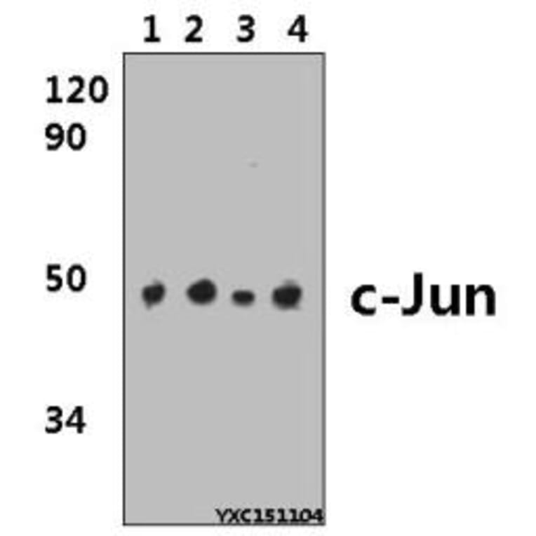 Anti-c-Jun (G67) Antibody from Bioworld Technology (BS1060) - Antibodies.com