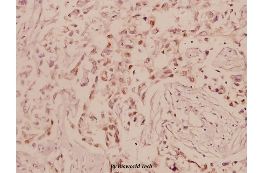 Anti-c-Jun (G67) Antibody from Bioworld Technology (BS1060) - Antibodies.com