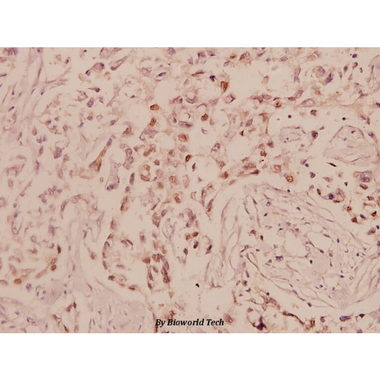Anti-c-Jun (G67) Antibody from Bioworld Technology (BS1060) - Antibodies.com