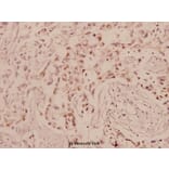 Anti-c-Jun (G67) Antibody from Bioworld Technology (BS1060) - Antibodies.com