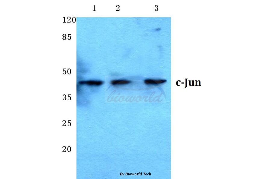 Anti-c-Jun (N85) Antibody from Bioworld Technology (BS1061) - Antibodies.com