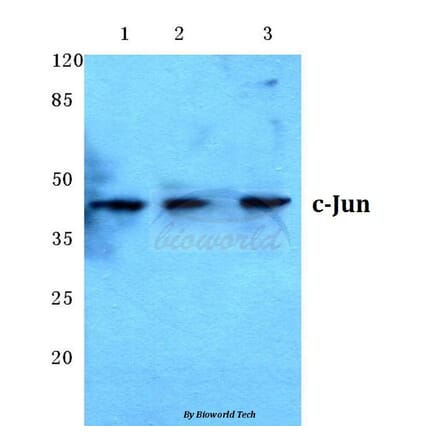 Anti-c-Jun (N85) Antibody from Bioworld Technology (BS1061) - Antibodies.com