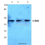 Anti-c-Jun (N85) Antibody from Bioworld Technology (BS1061) - Antibodies.com