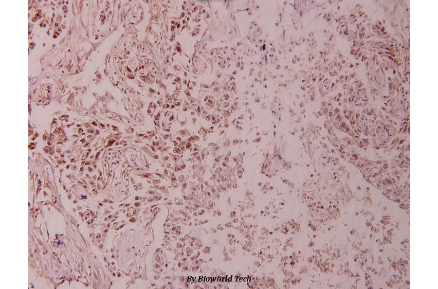 Anti-c-Jun (N85) Antibody from Bioworld Technology (BS1061) - Antibodies.com