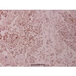 Anti-c-Jun (N85) Antibody from Bioworld Technology (BS1061) - Antibodies.com