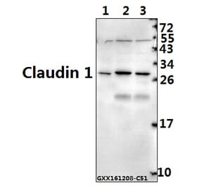 Anti-Claudin 1 (R197) Antibody from Bioworld Technology (BS1063) - Antibodies.com