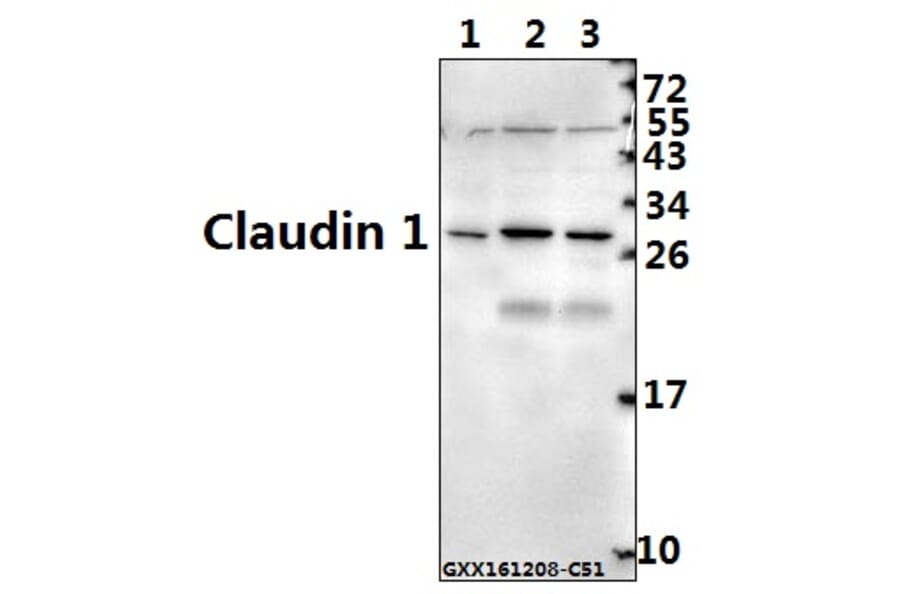 Anti-Claudin 1 (R197) Antibody from Bioworld Technology (BS1063) - Antibodies.com