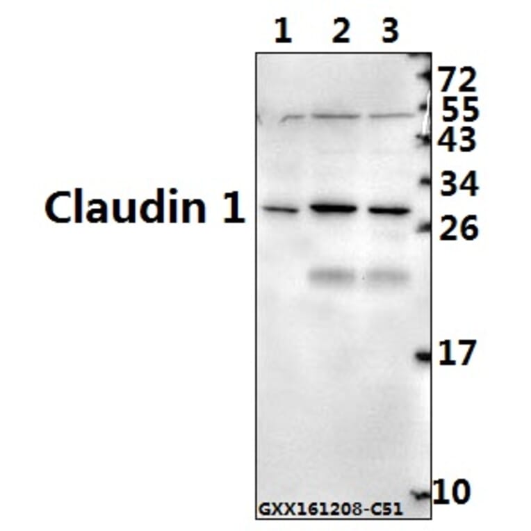 Anti-Claudin 1 (R197) Antibody from Bioworld Technology (BS1063) - Antibodies.com