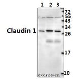 Anti-Claudin 1 (R197) Antibody from Bioworld Technology (BS1063) - Antibodies.com