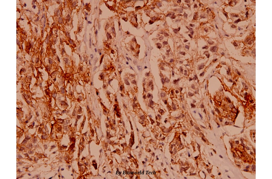 Anti-Claudin 1 (R197) Antibody from Bioworld Technology (BS1063) - Antibodies.com
