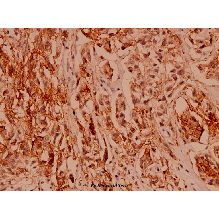 Anti-Claudin 1 (R197) Antibody from Bioworld Technology (BS1063) - Antibodies.com