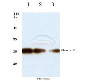 Anti-Claudin-10 (N217) Antibody from Bioworld Technology (BS1064) - Antibodies.com