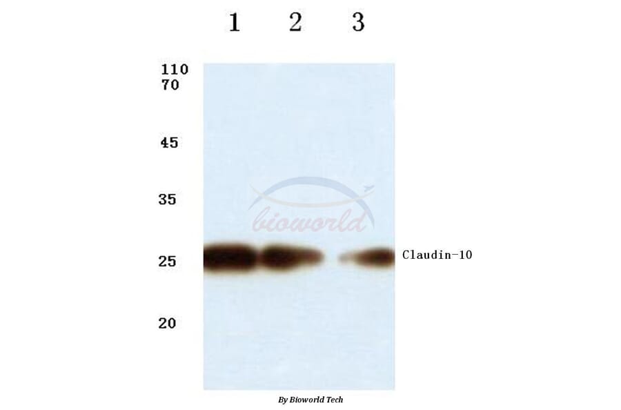 Anti-Claudin-10 (N217) Antibody from Bioworld Technology (BS1064) - Antibodies.com