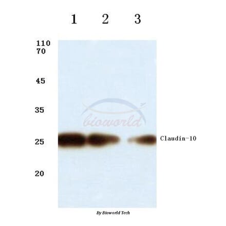 Anti-Claudin-10 (N217) Antibody from Bioworld Technology (BS1064) - Antibodies.com