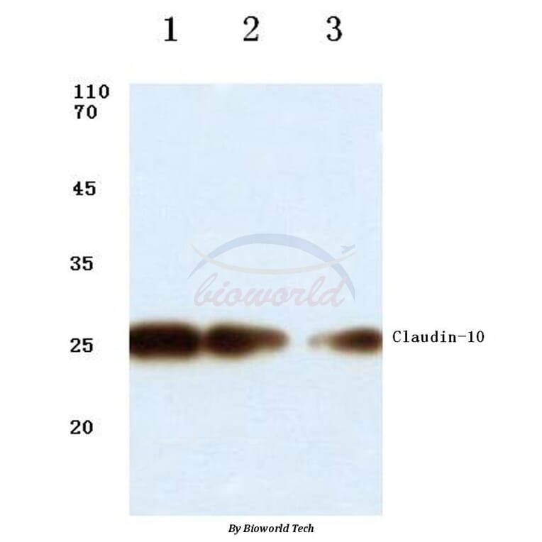 Anti-Claudin-10 (N217) Antibody from Bioworld Technology (BS1064) - Antibodies.com