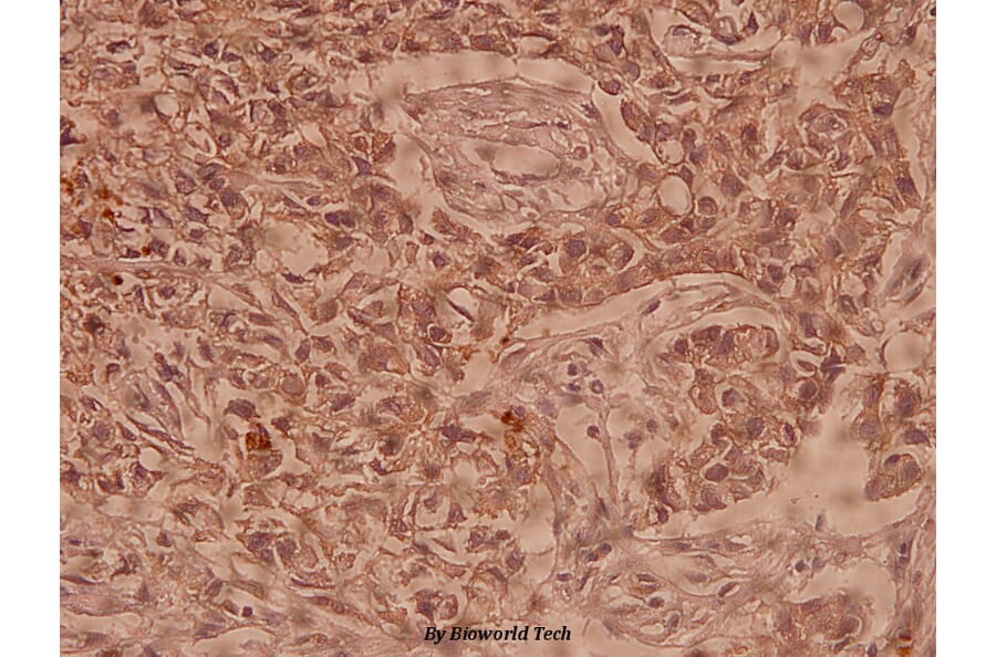 Anti-Claudin-10 (N217) Antibody from Bioworld Technology (BS1064) - Antibodies.com