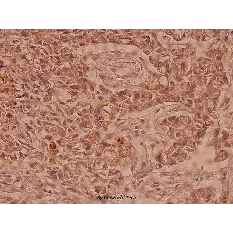 Anti-Claudin-10 (N217) Antibody from Bioworld Technology (BS1064) - Antibodies.com