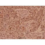 Anti-Claudin-10 (N217) Antibody from Bioworld Technology (BS1064) - Antibodies.com