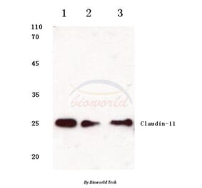 Anti-Claudin-11 (S198) Antibody from Bioworld Technology (BS1065) - Antibodies.com