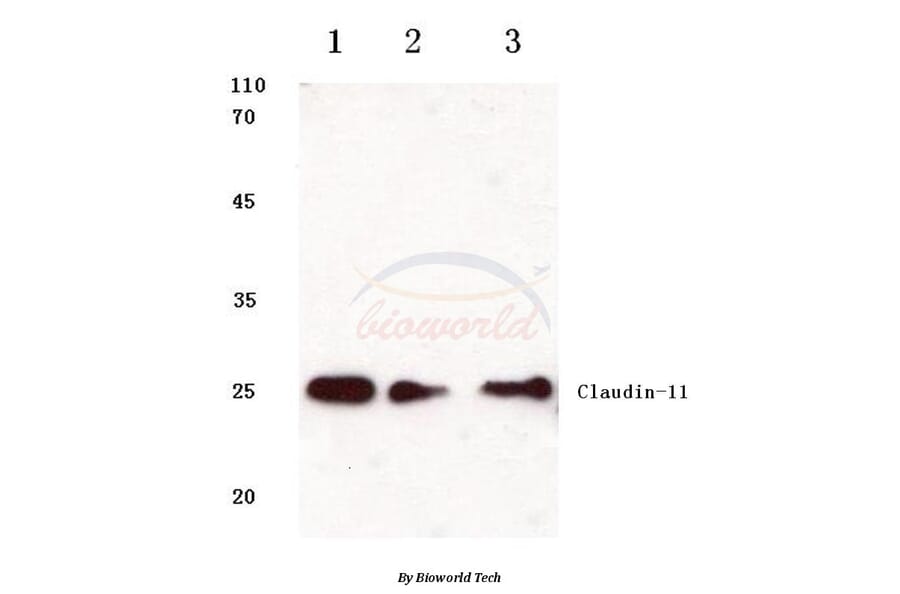 Anti-Claudin-11 (S198) Antibody from Bioworld Technology (BS1065) - Antibodies.com