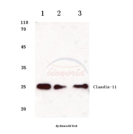 Anti-Claudin-11 (S198) Antibody from Bioworld Technology (BS1065) - Antibodies.com