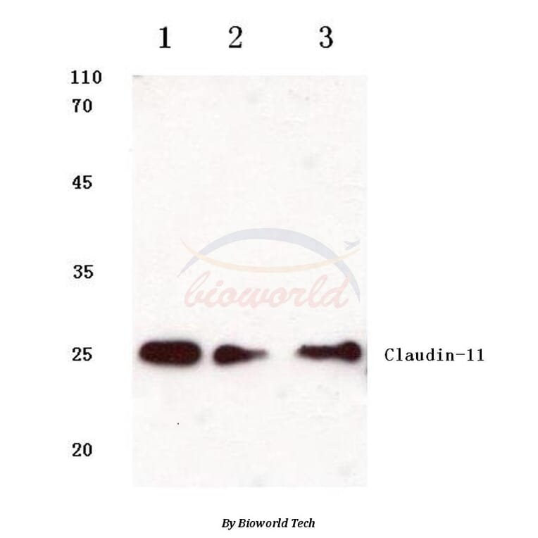 Anti-Claudin-11 (S198) Antibody from Bioworld Technology (BS1065) - Antibodies.com