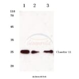 Anti-Claudin-11 (S198) Antibody from Bioworld Technology (BS1065) - Antibodies.com