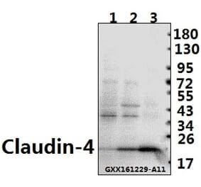 Anti-Claudin-4 (P192) Antibody from Bioworld Technology (BS1068) - Antibodies.com
