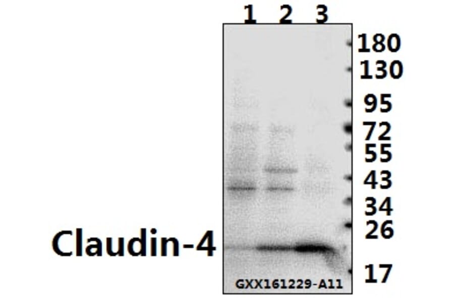 Anti-Claudin-4 (P192) Antibody from Bioworld Technology (BS1068) - Antibodies.com