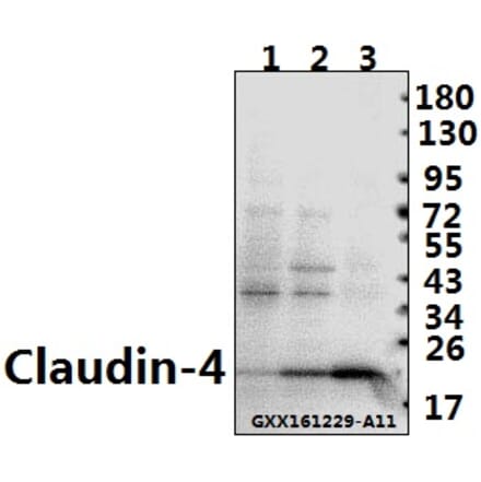 Anti-Claudin-4 (P192) Antibody from Bioworld Technology (BS1068) - Antibodies.com