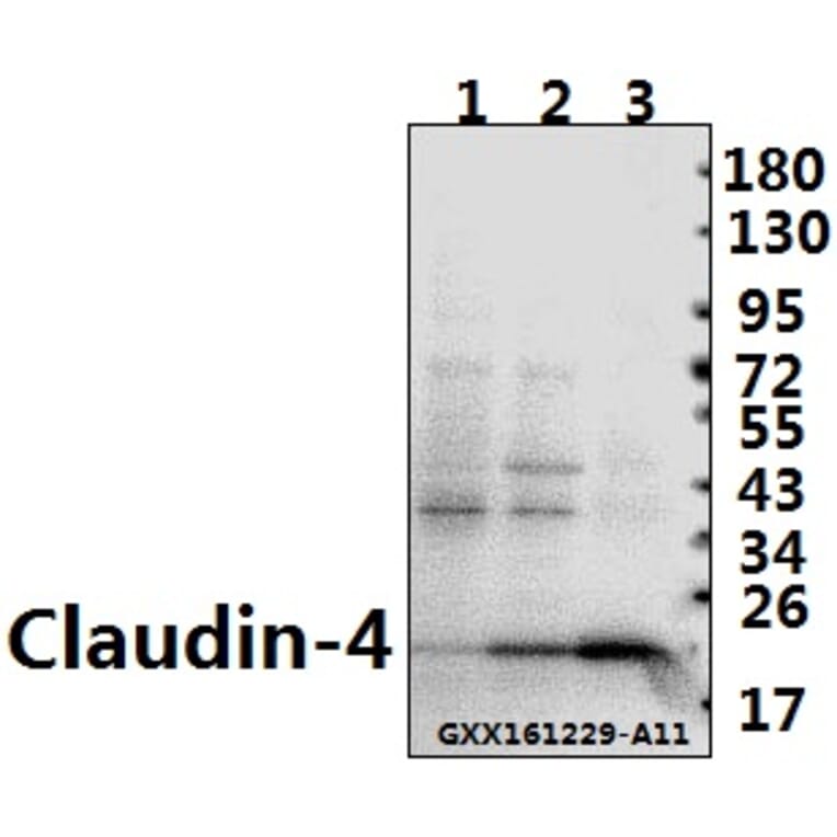 Anti-Claudin-4 (P192) Antibody from Bioworld Technology (BS1068) - Antibodies.com