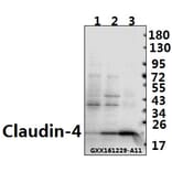 Anti-Claudin-4 (P192) Antibody from Bioworld Technology (BS1068) - Antibodies.com