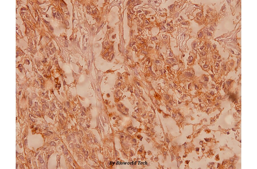 Anti-Claudin-4 (P192) Antibody from Bioworld Technology (BS1068) - Antibodies.com