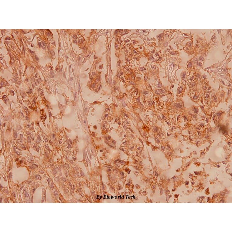 Anti-Claudin-4 (P192) Antibody from Bioworld Technology (BS1068) - Antibodies.com
