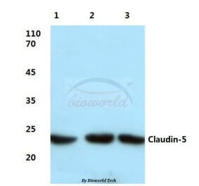 Anti-Claudin-5 (S201) Antibody from Bioworld Technology (BS1069) - Antibodies.com