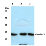 Anti-Claudin-5 (S201) Antibody from Bioworld Technology (BS1069) - Antibodies.com