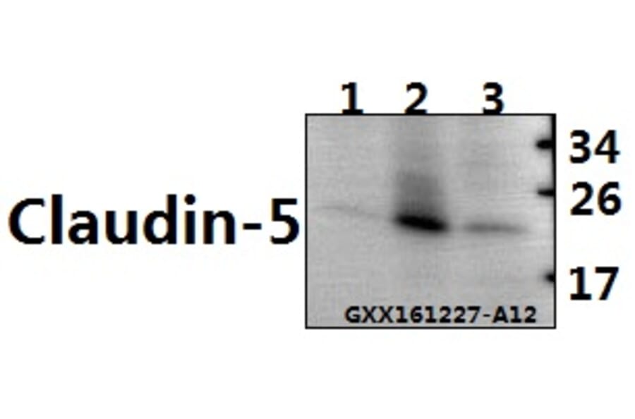 Anti-Claudin-5 (S201) Antibody from Bioworld Technology (BS1069) - Antibodies.com