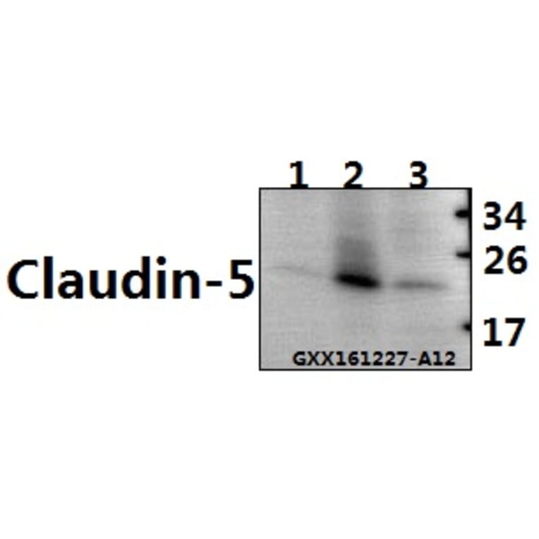 Anti-Claudin-5 (S201) Antibody from Bioworld Technology (BS1069) - Antibodies.com