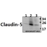 Anti-Claudin-5 (S201) Antibody from Bioworld Technology (BS1069) - Antibodies.com