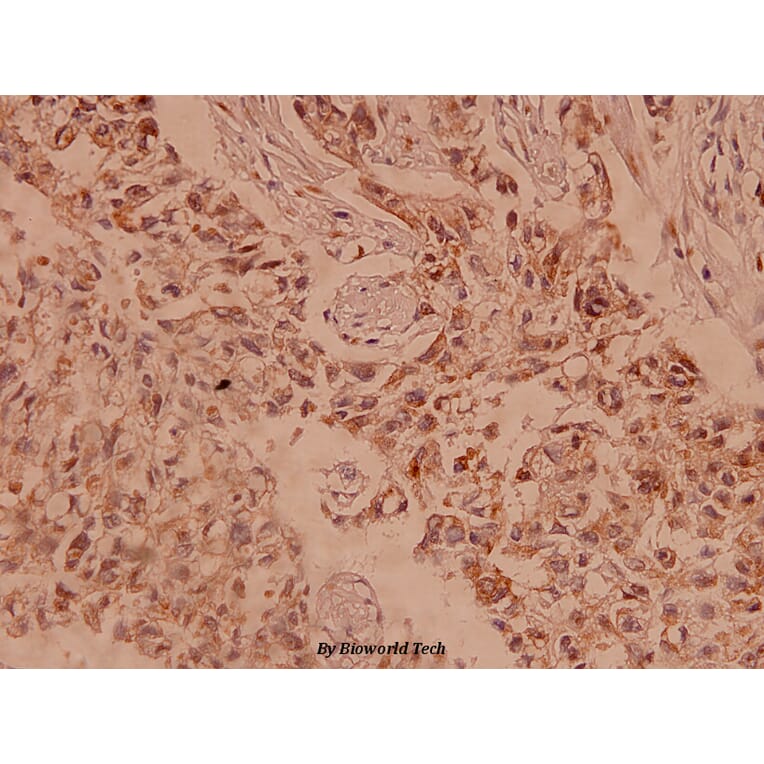 Anti-Claudin-5 (S201) Antibody from Bioworld Technology (BS1069) - Antibodies.com