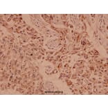 Anti-Claudin-5 (S201) Antibody from Bioworld Technology (BS1069) - Antibodies.com