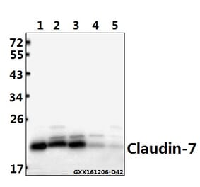 Anti-Claudin-7 (P202) Antibody from Bioworld Technology (BS1070) - Antibodies.com