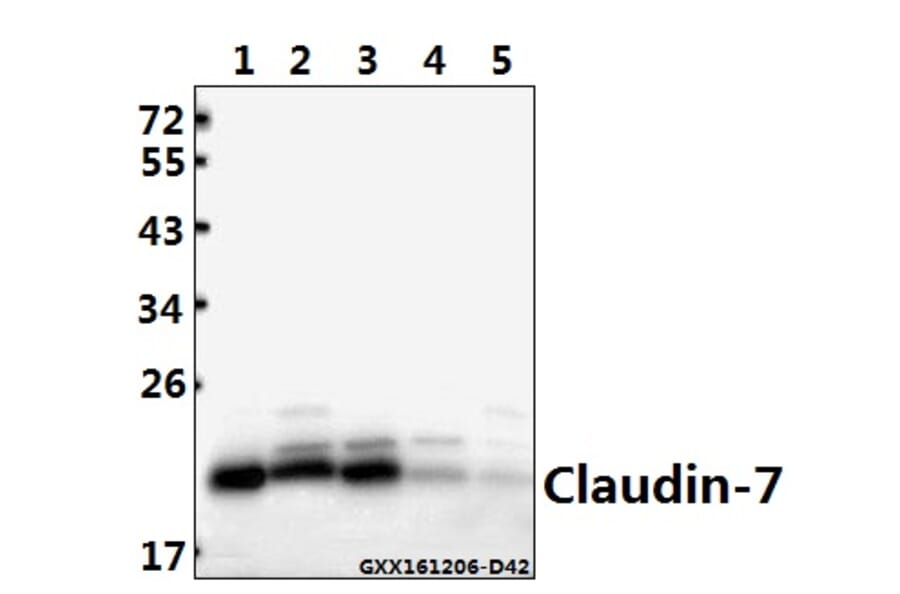 Anti-Claudin-7 (P202) Antibody from Bioworld Technology (BS1070) - Antibodies.com