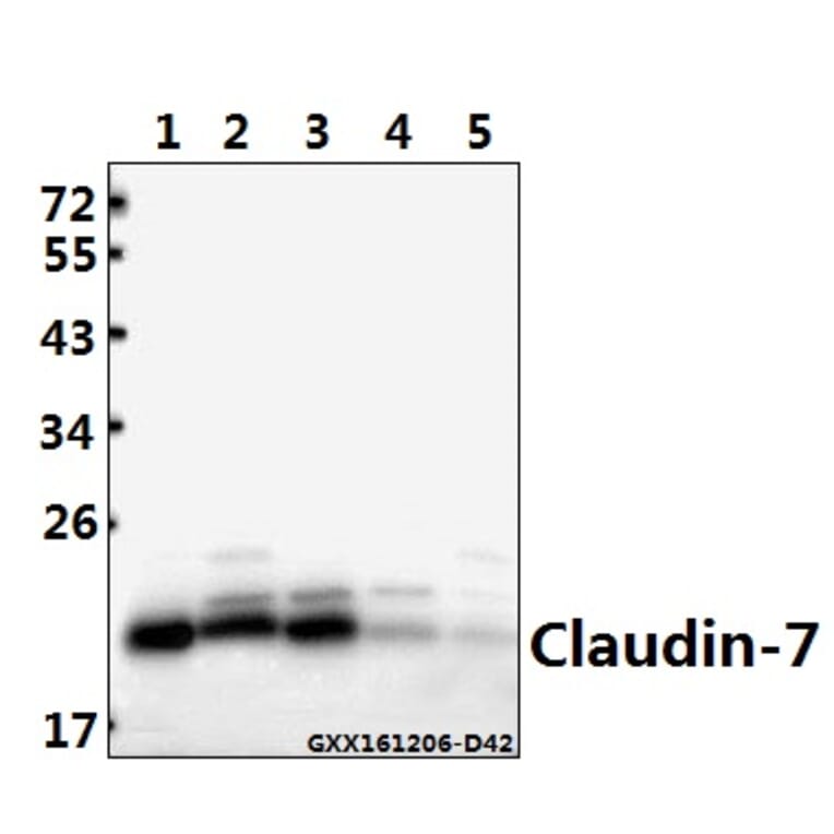 Anti-Claudin-7 (P202) Antibody from Bioworld Technology (BS1070) - Antibodies.com