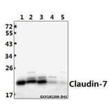 Anti-Claudin-7 (P202) Antibody from Bioworld Technology (BS1070) - Antibodies.com