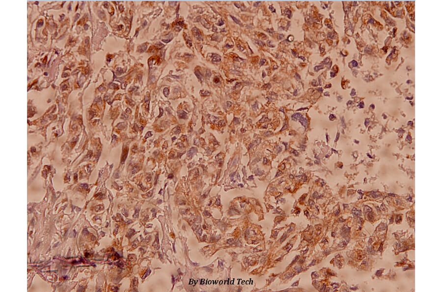 Anti-Claudin-7 (P202) Antibody from Bioworld Technology (BS1070) - Antibodies.com