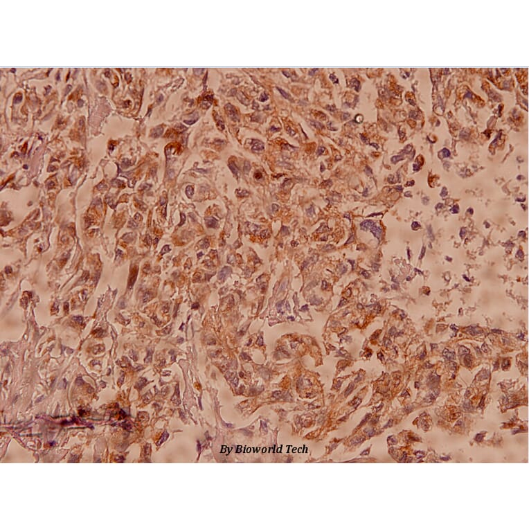 Anti-Claudin-7 (P202) Antibody from Bioworld Technology (BS1070) - Antibodies.com