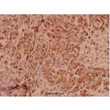 Anti-Claudin-7 (P202) Antibody from Bioworld Technology (BS1070) - Antibodies.com